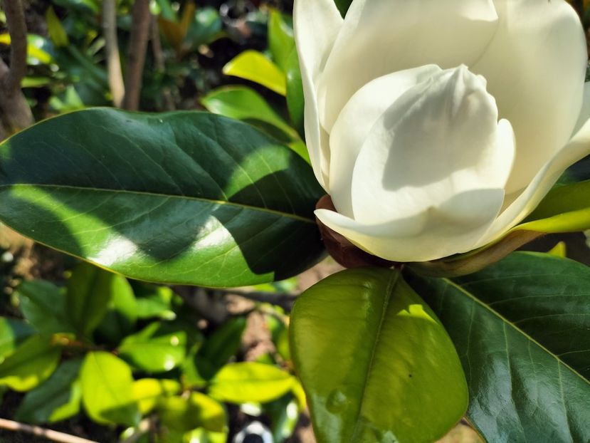 IMG20230717145233 - Magnolia grandiflora gallisoniensis