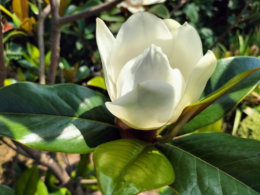 IMG20230717145230 - Magnolia grandiflora gallisoniensis