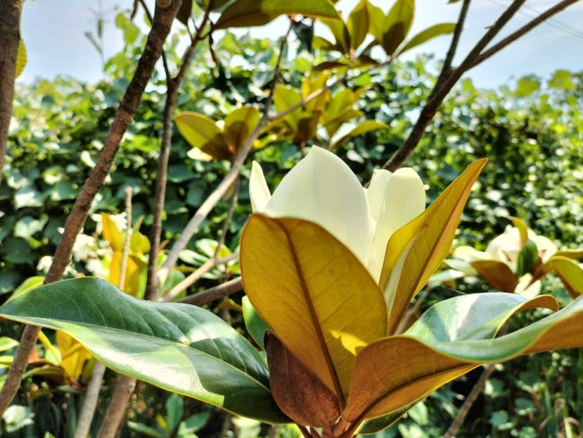 IMG20230717145227 - Magnolia grandiflora gallisoniensis
