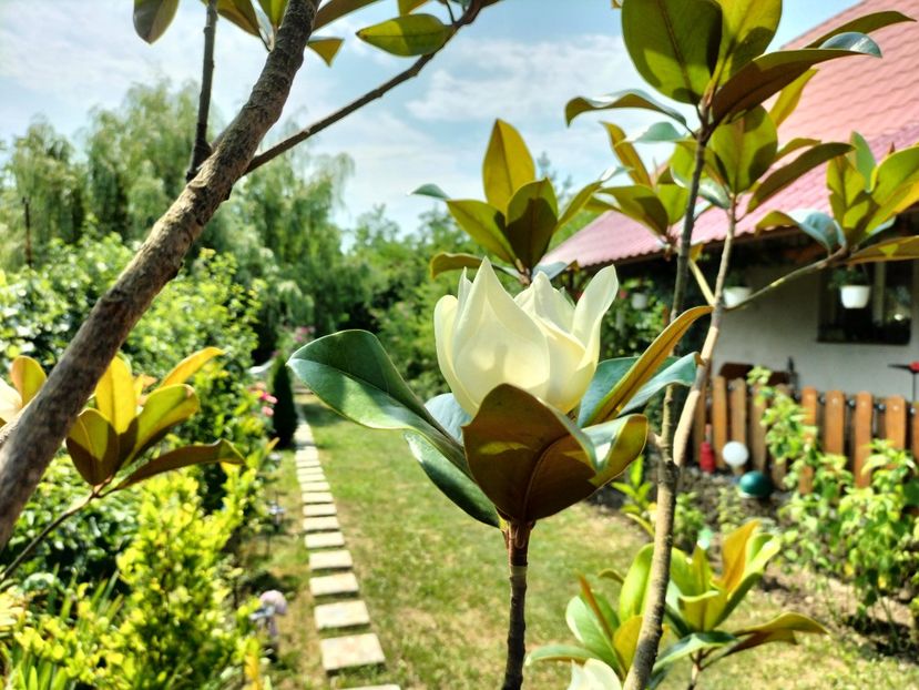 IMG20230717145150 - Magnolia grandiflora gallisoniensis