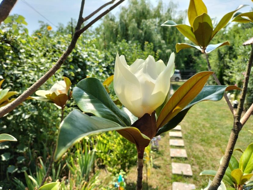IMG20230717145135 - Magnolia grandiflora gallisoniensis