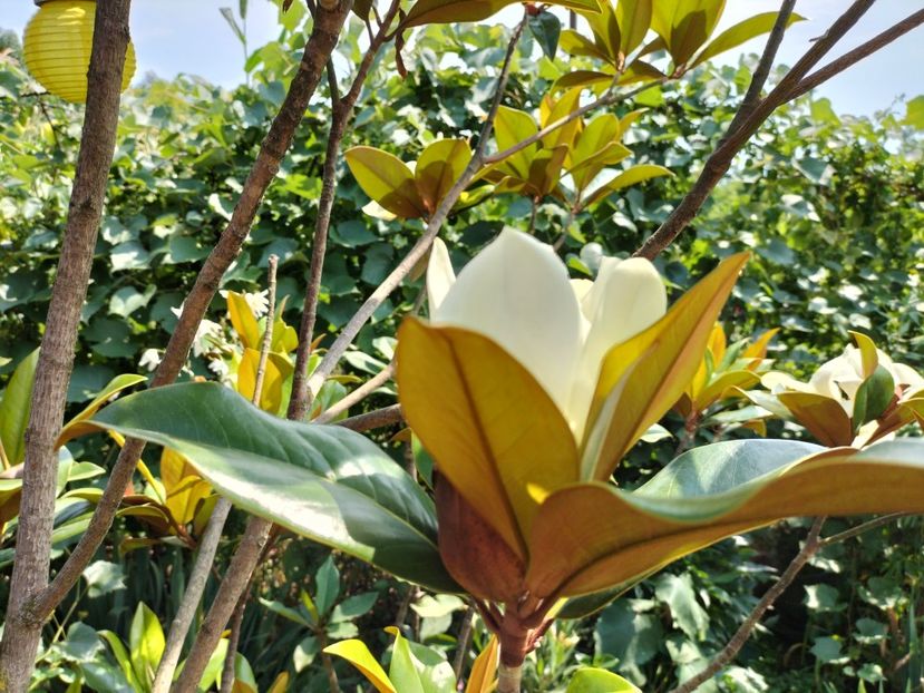 IMG20230717145122 - Magnolia grandiflora gallisoniensis