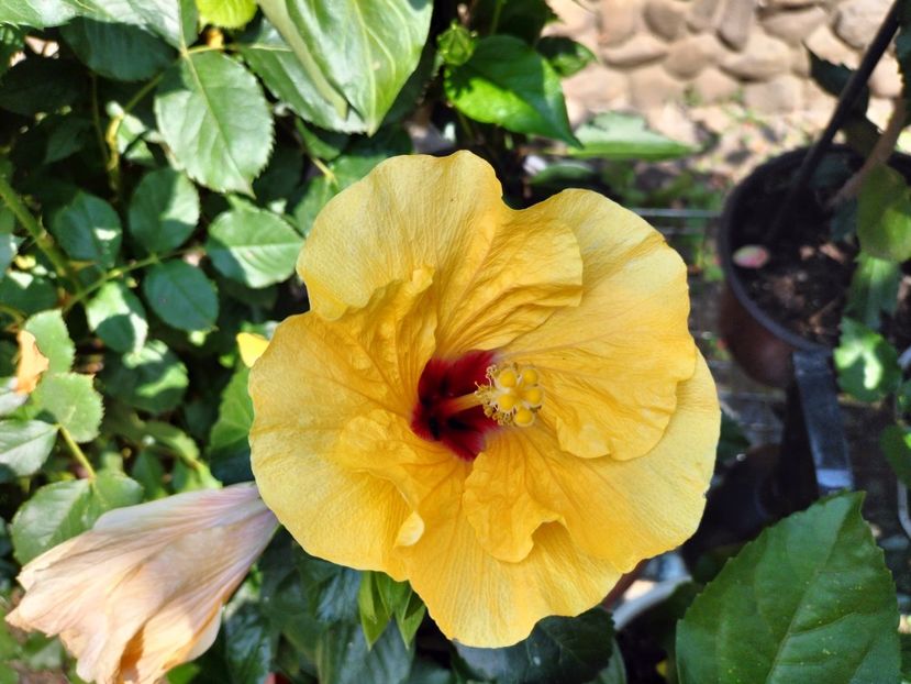 IMG20230717145253 - hibiscusi