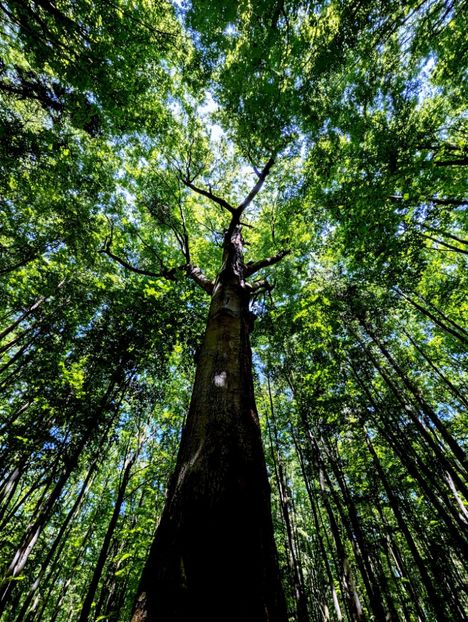  - Universul si Natura