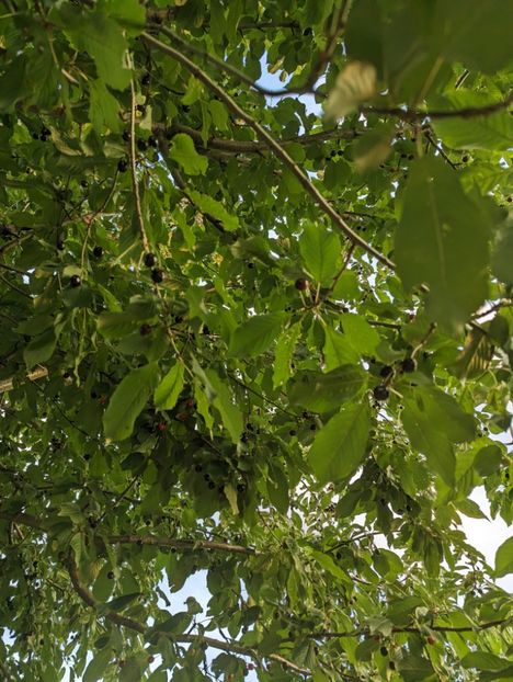  - Universul si Natura