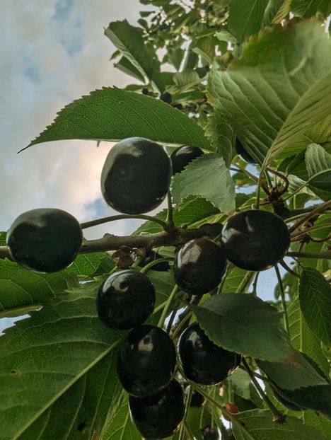  - Universul si Natura