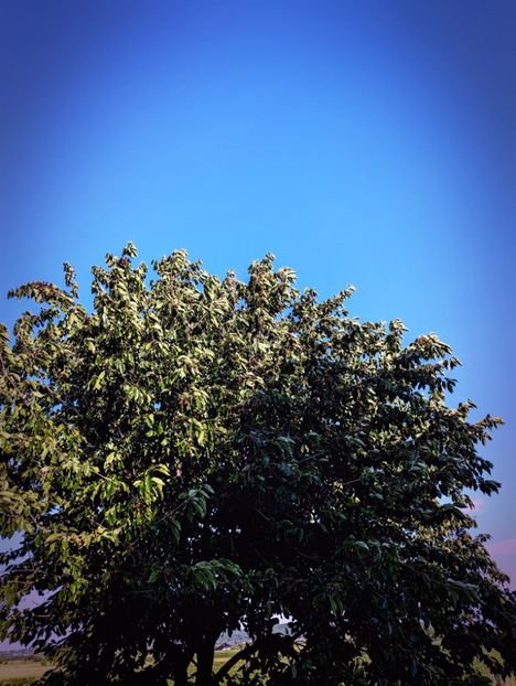  - Universul si Natura