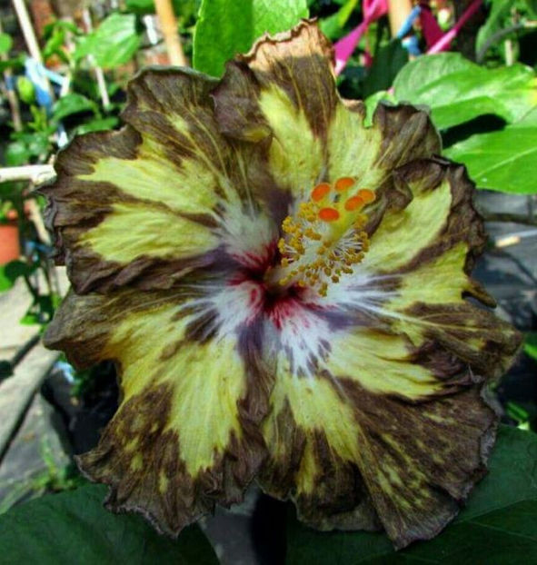 M.Incertitude - disponibil seminte hibiscus tropical