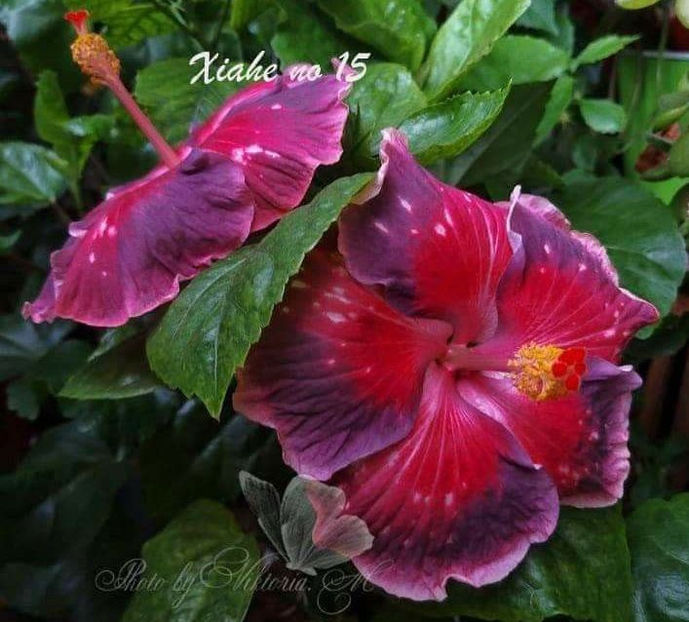 Xianhe 15 - disponibil seminte hibiscus tropical