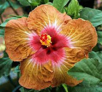 Creme de cacao - disponibil seminte hibiscus tropical