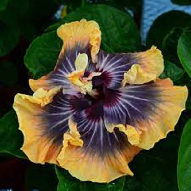 Moorea Silver Sun - disponibil seminte hibiscus tropical