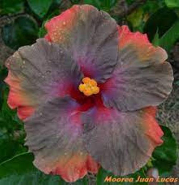 Moorea Juan Lucas - disponibil seminte hibiscus tropical