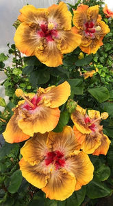 HVH Mirage - disponibil seminte hibiscus tropical