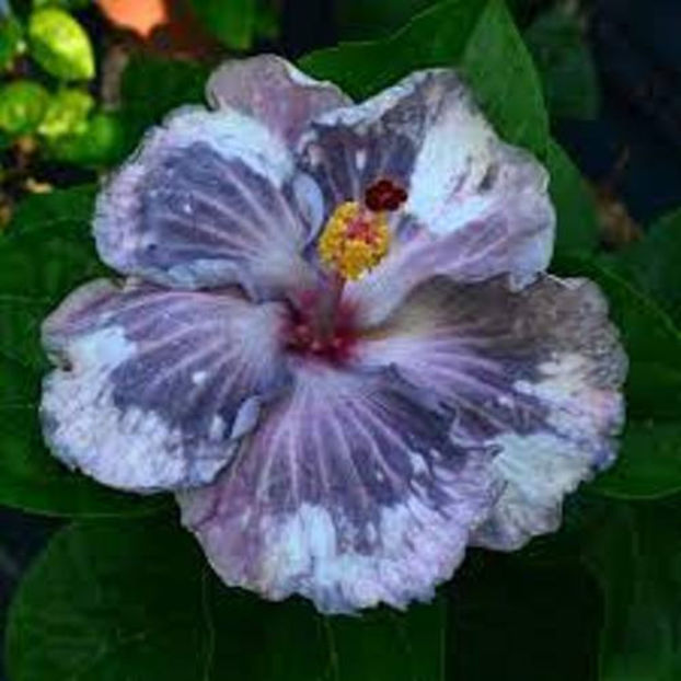 snow - disponibil seminte hibiscus tropical