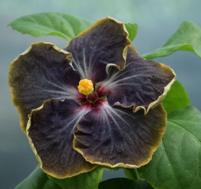 RK Mata Hari - disponibil seminte hibiscus tropical