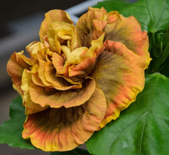 RK Mead - disponibil seminte hibiscus tropical