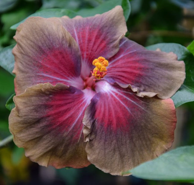 RK Mefisto - disponibil seminte hibiscus tropical
