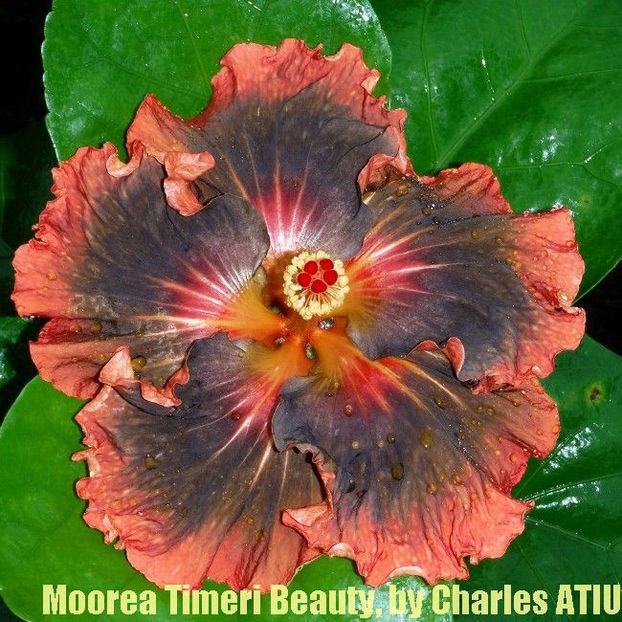 1-moorea-timeri-beauty - disponibil seminte hibiscus tropical