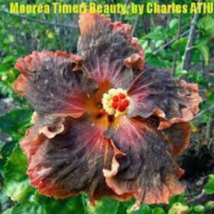 M.T.B - disponibil seminte hibiscus tropical
