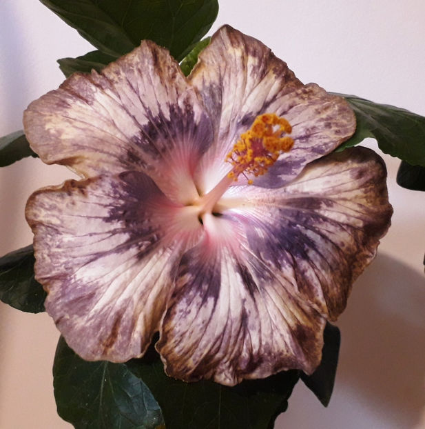 Maria Monica Trusca - disponibil seminte hibiscus tropical