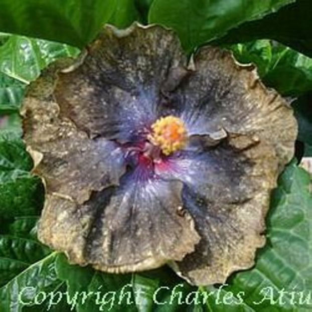 Moorea Crazy Gold - disponibil seminte hibiscus tropical