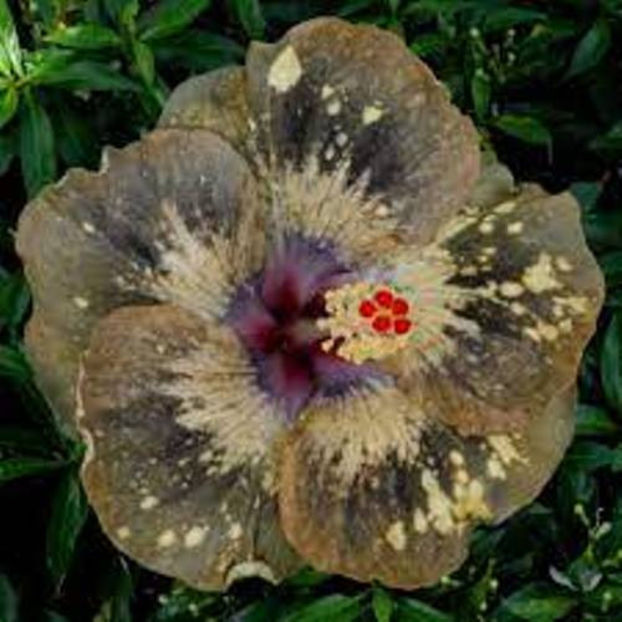 OMMA Mona - disponibil seminte hibiscus tropical