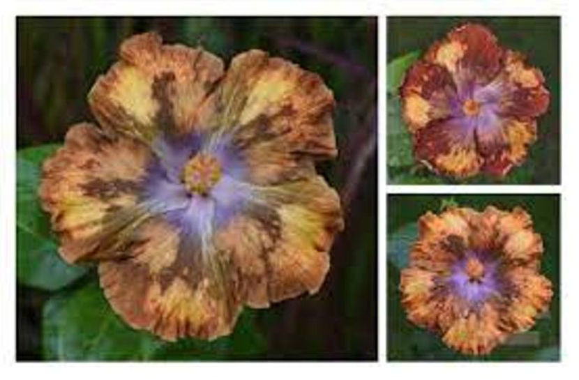 Moorea Melody Beethoven - disponibil seminte hibiscus tropical