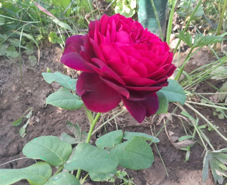 Astrid - Primul bobocel și prima floricică mult așteptată