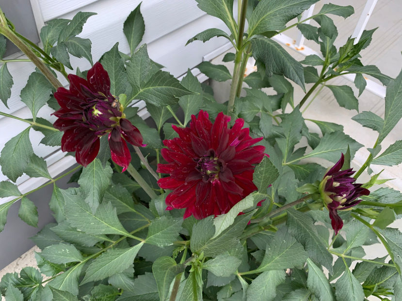  - Jurnalul gradinii 2023