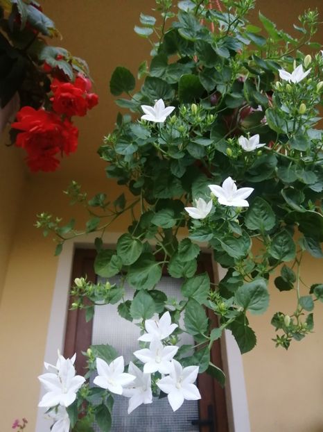  - Campanula