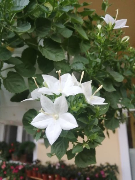  - Campanula