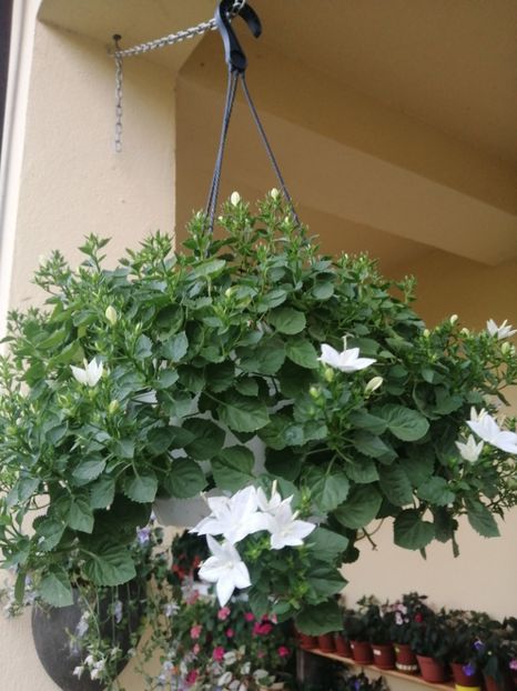  - Campanula
