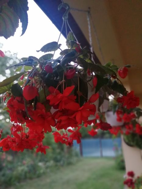  - Begonii curgatoare