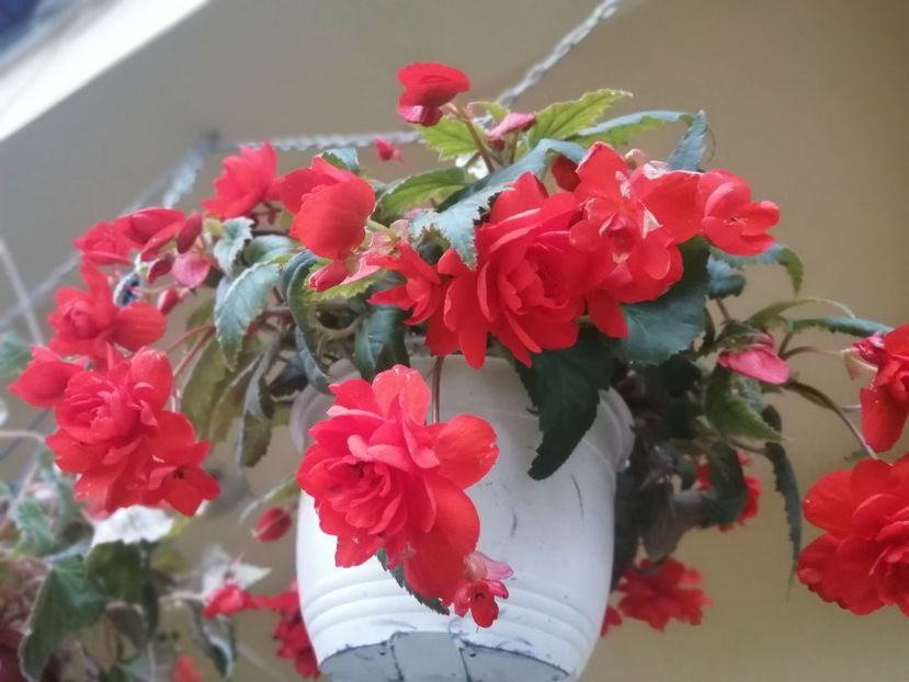  - Begonii curgatoare