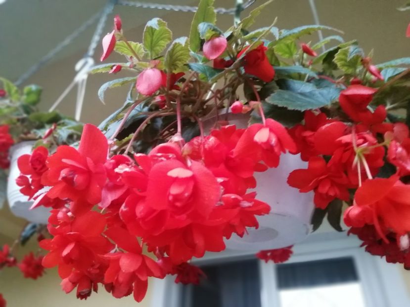  - Begonii curgatoare