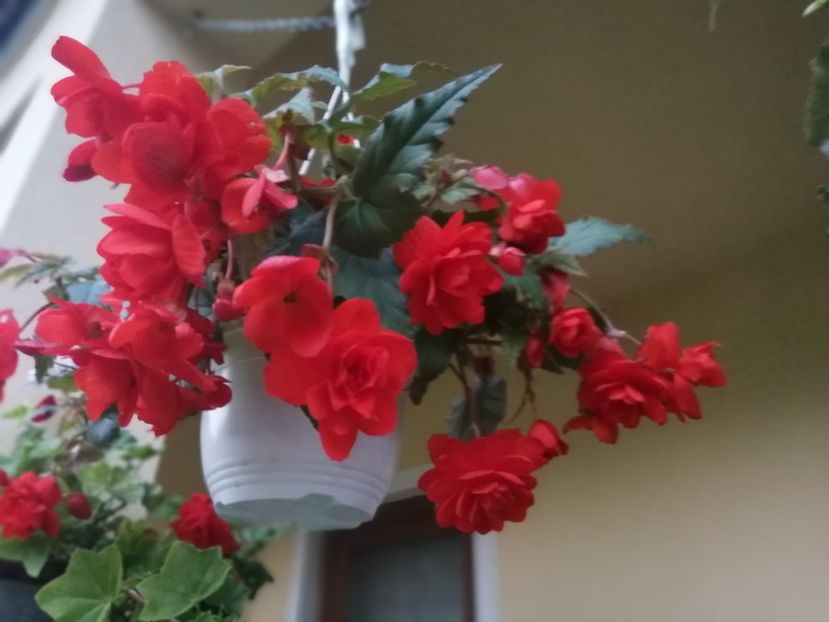  - Begonii curgatoare