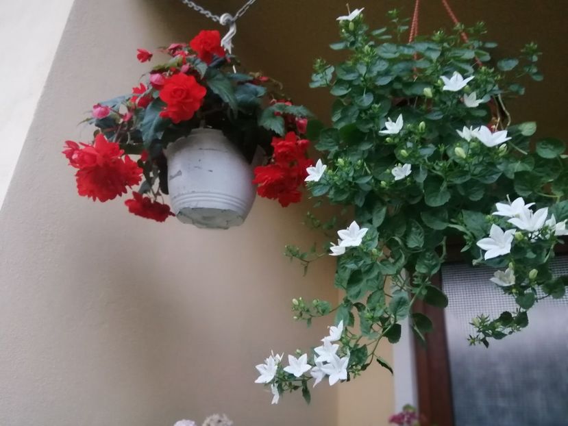  - Begonii curgatoare