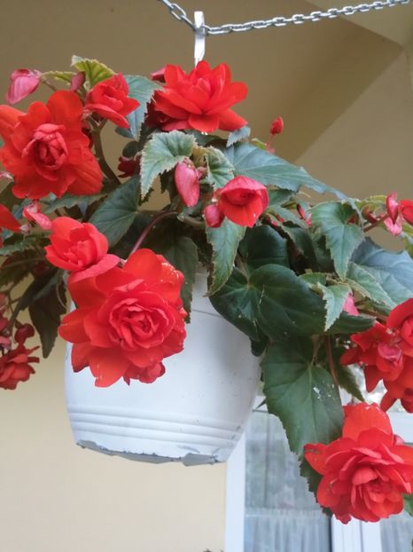  - Begonii curgatoare