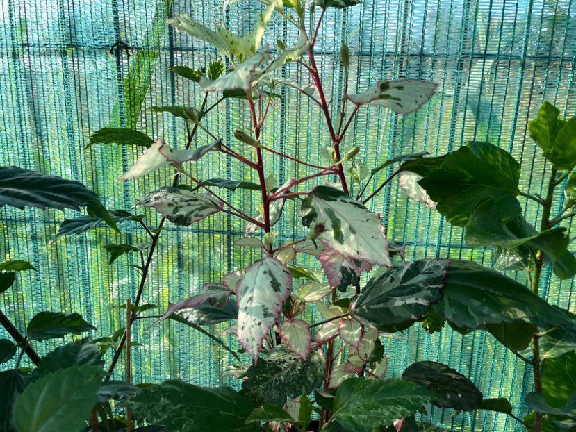 BA56281F-3205-4114-A2E8-FD6237B67D87 - 001 - Hibiscusi