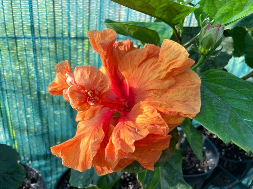 7E6E87AA-291D-4017-AFD2-AF4426CC1434 - 001 - Hibiscusi