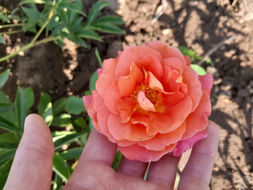  - Primul bobocel și prima floricică mult așteptată