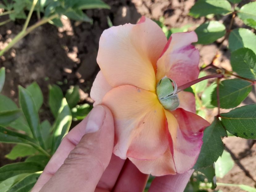  - Primul bobocel și prima floricică mult așteptată