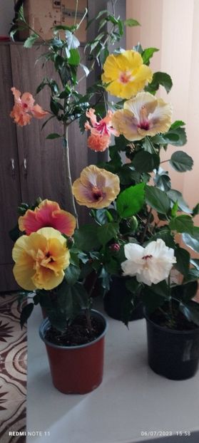  - Hibiscusi