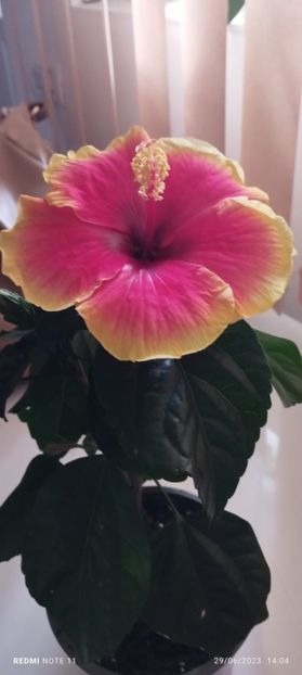  - Hibiscusi