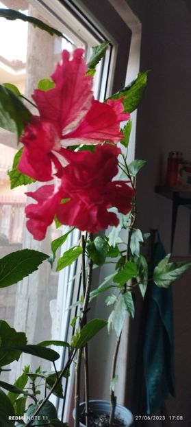 - Hibiscusi