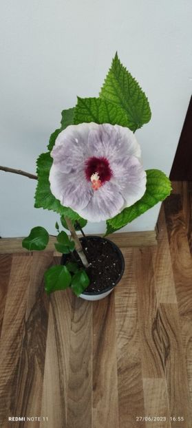  - Hibiscusi