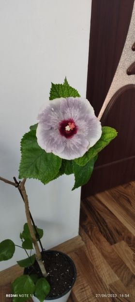  - Hibiscusi