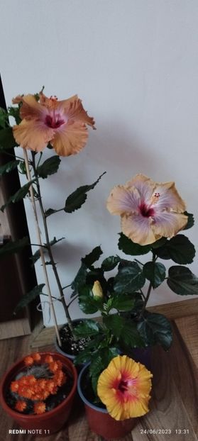  - Hibiscusi