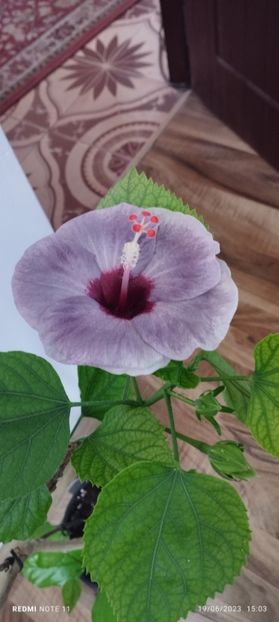  - Hibiscusi