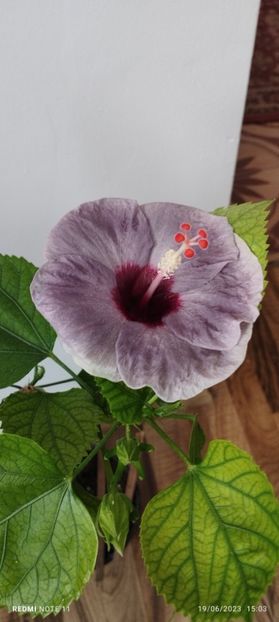  - Hibiscusi